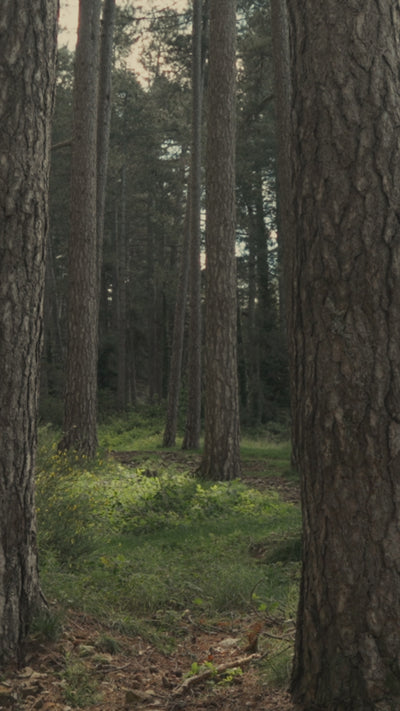Alceste en fauve et en noir